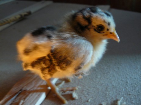 GABBIANO DELLA FRISIA animalicortile